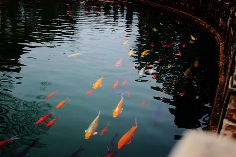 養金魚入門|金魚飼養指南：8個養殖技巧，新手必讀！ 